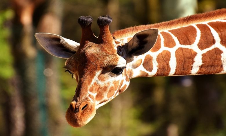 أين تعيش الزرافة