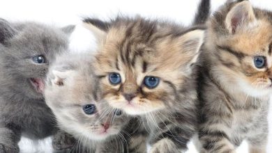 اسماء قطط بنات اجنبية