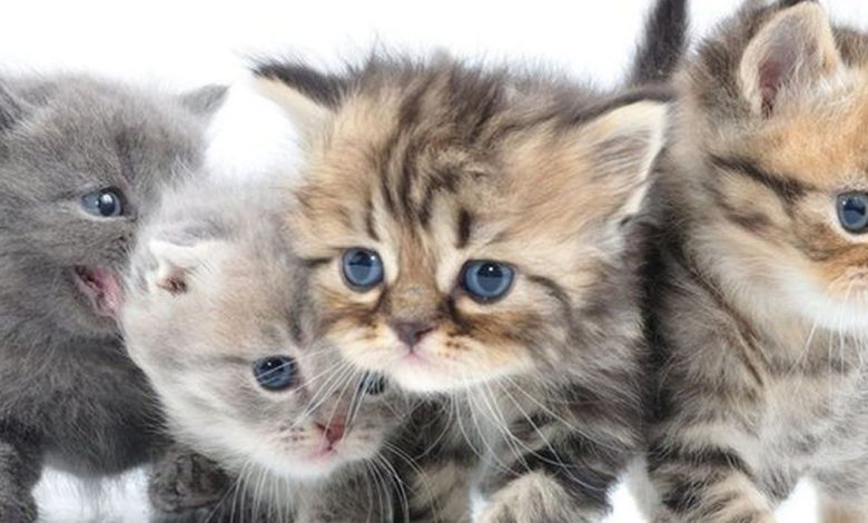 اسماء قطط بنات اجنبية