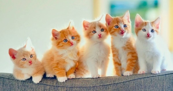 اسماء قطط بنات اجنبية