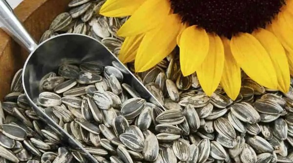 اضرار بذور دوار الشمس