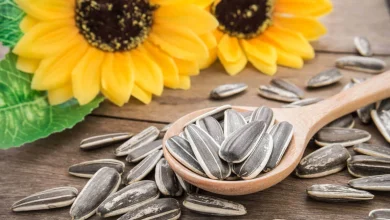 اضرار بذور دوار الشمس