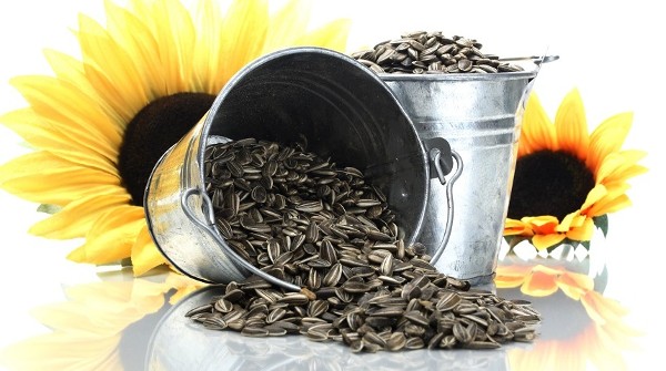 اضرار بذور دوار الشمس