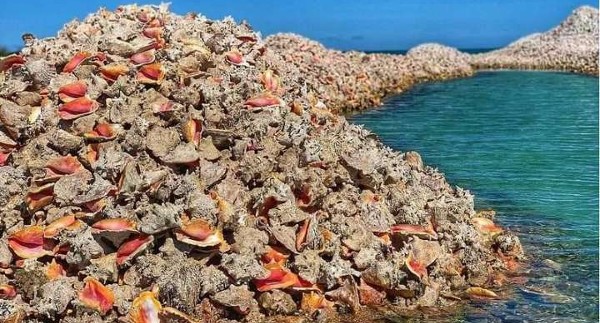 جزيرة المحار