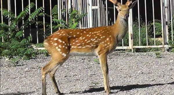 حديقة حيوان أوديسا