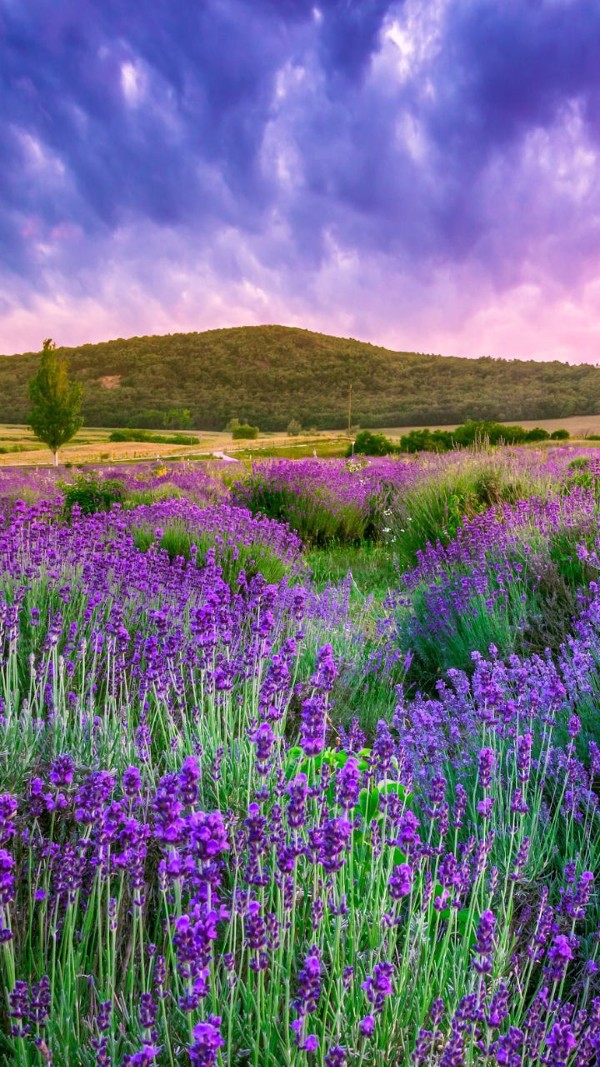 خلفيات طبيعية ساحرة للموبايل