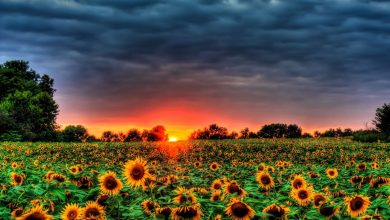 خلفيات طبيعية ساحرة للموبايل