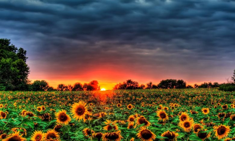 خلفيات طبيعية ساحرة للموبايل