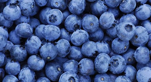  فوائد التوت البري