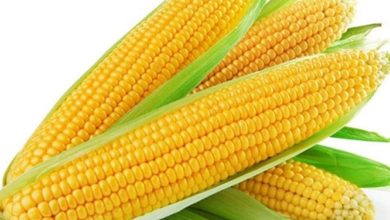 فوائد الذرة الصفراء