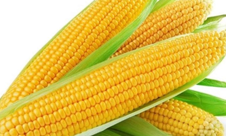 فوائد الذرة الصفراء