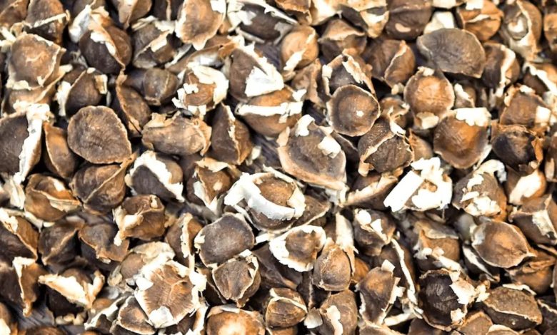 فوائد بذور المورينجا