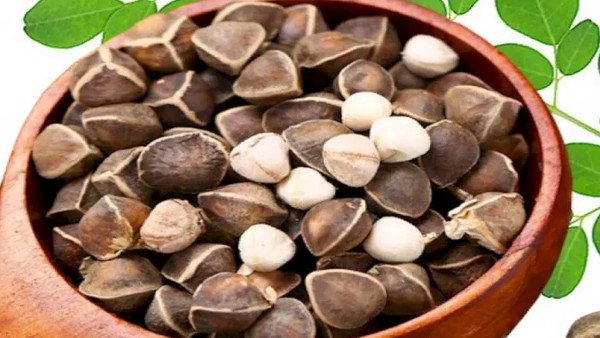 فوائد بذور المورينجا