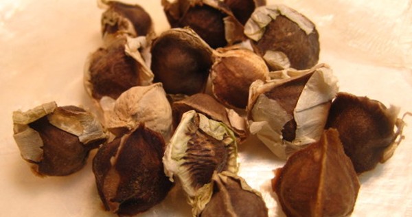 فوائد بذور المورينجا