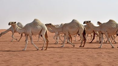 فوائد بول الإبل