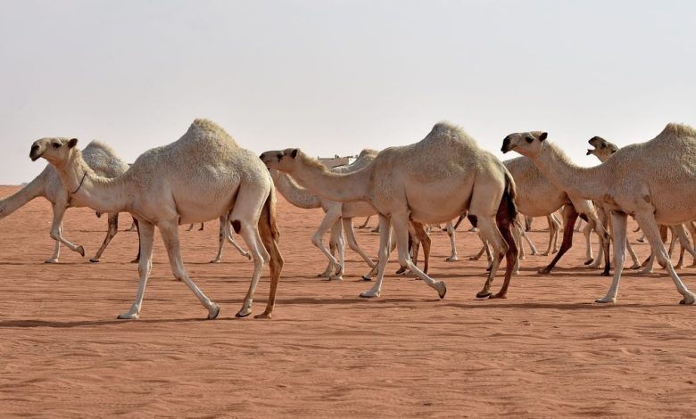 فوائد بول الإبل