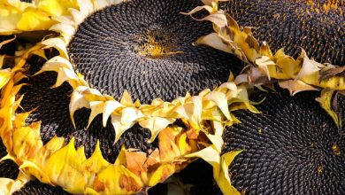 فوائد حب دوار الشمس