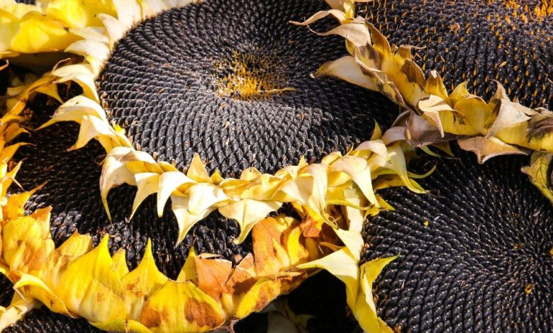 فوائد حب دوار الشمس