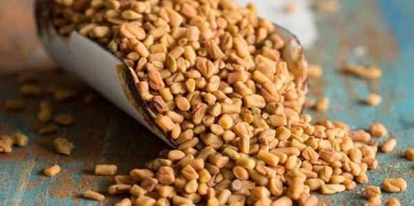 فوائد حبوب الحلبة