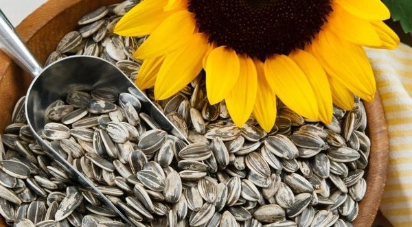 فوائد دوار الشمس