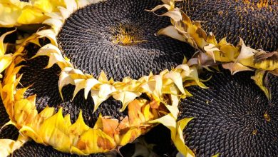 فوائد دوار الشمس