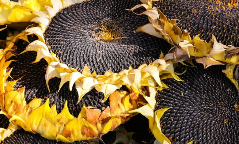 فوائد دوار الشمس