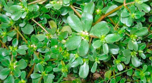 فوائد عشبة الرجلة