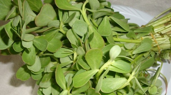 فوائد عشبة الرجلة