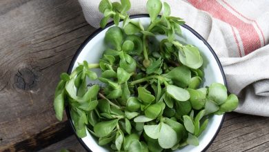 فوائد عشبة الرجلة