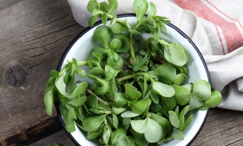 فوائد عشبة الرجلة