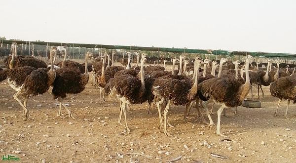 مزارع النعام