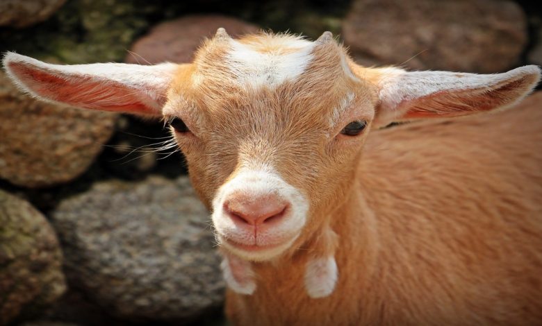 معلومات عن الماعز