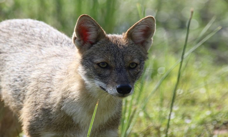 معلومات عن حيوان ابن آوى