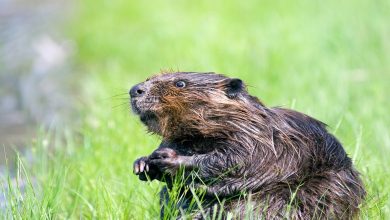 معلومات عن حيوان القندس