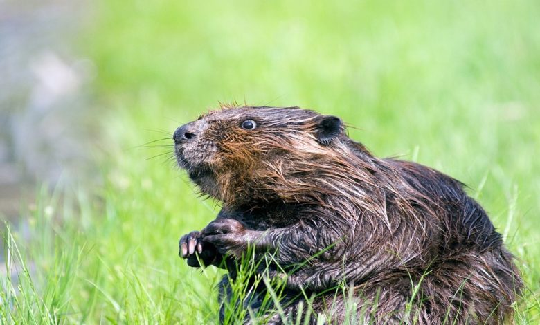 معلومات عن حيوان القندس