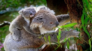 معلومات عن حيوان الكوالا