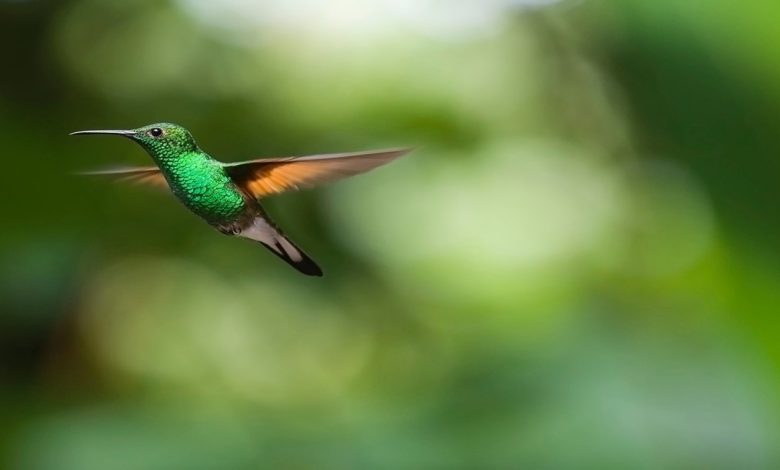 معلومات عن طائر الطنان