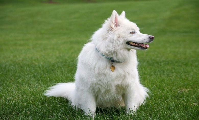 معلومات عن كلب الأسكيمو الأمريكي