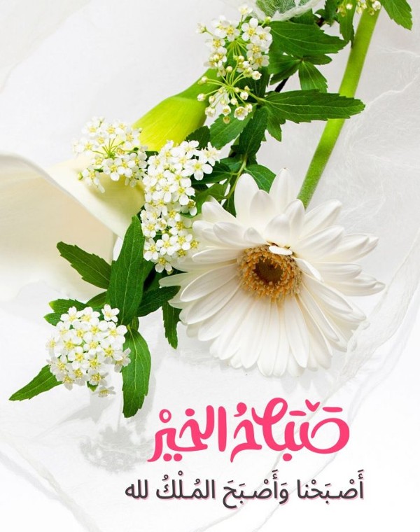 خلفيات صباح الخير