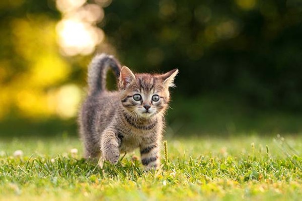 خلفيات قطط للموبايل