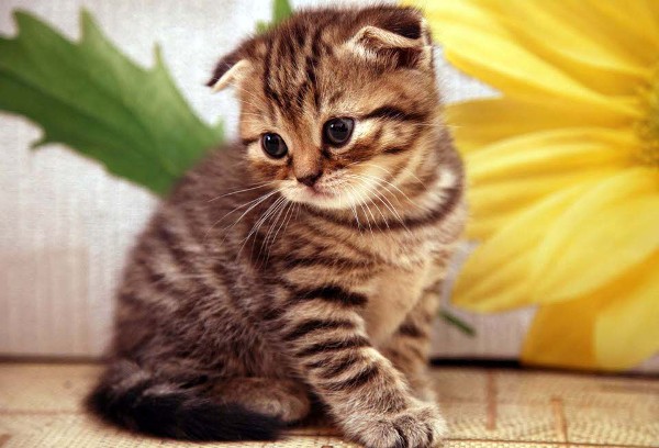 خلفيات قطط للموبايل