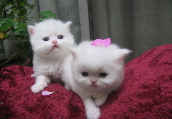 خلفيات قطط للموبايل