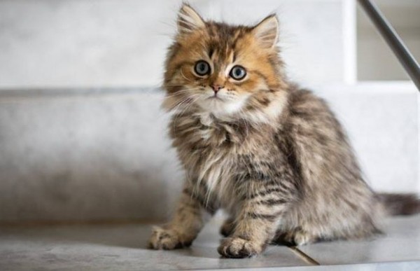 خلفيات قطط للموبايل