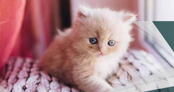 خلفيات قطط للموبايل