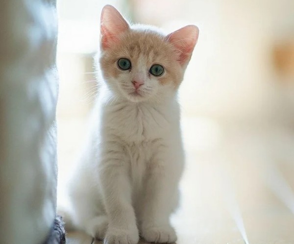 خلفيات قطط للموبايل