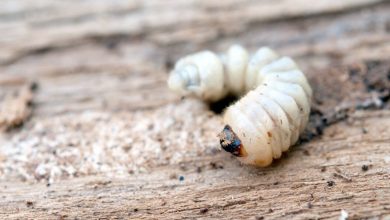 معلومات عن دود الخشب