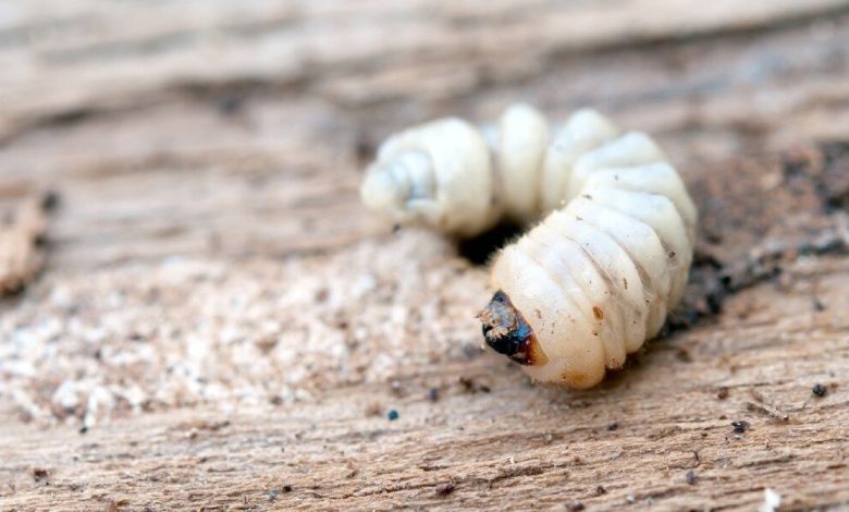 معلومات عن دود الخشب