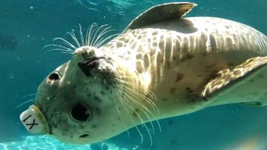 الحيوانات البحرية