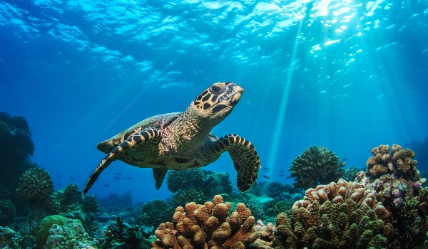 الحيوانات البحرية