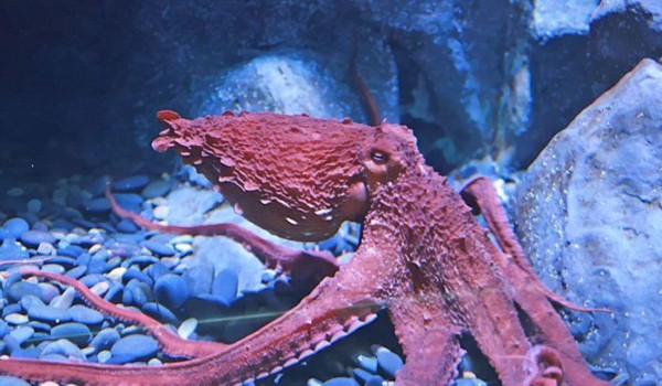 الحيوانات البحرية